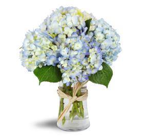 Cloud Nine Hydrangea for any occasion from Blooms Of Paradise