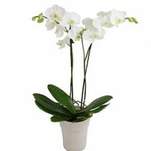 Phalaenopsis White Orchid Plant in bloom
