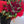 Load image into Gallery viewer, Elegant Red Rose Bouquet – Classic Love Expression - Blooms of Paradise Cambridge
