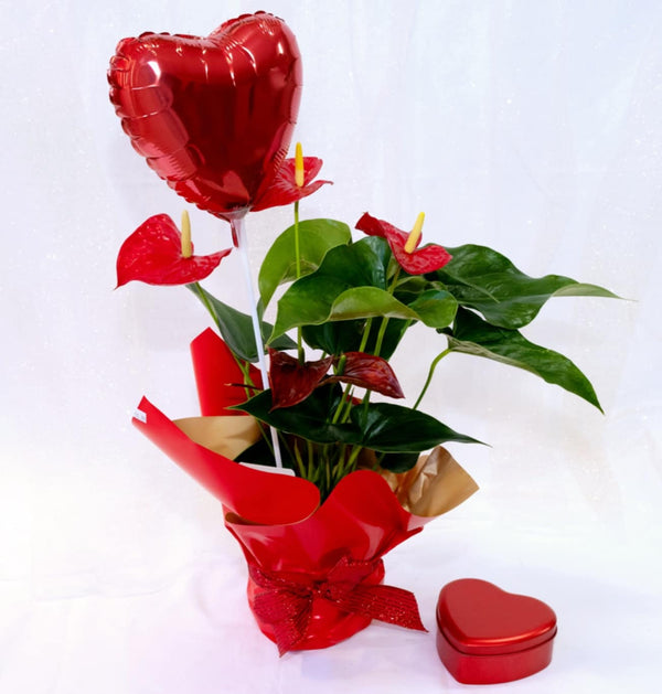 Love & Elegance Anthurium – Valentine’s Special - Blooms of Paradise Cambridge