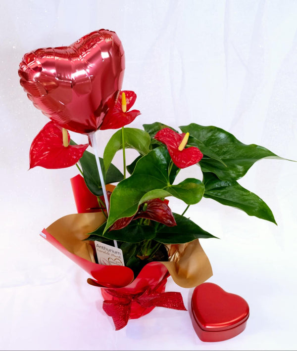 Love & Elegance Anthurium – Valentine’s Special - Blooms of Paradise Cambridge