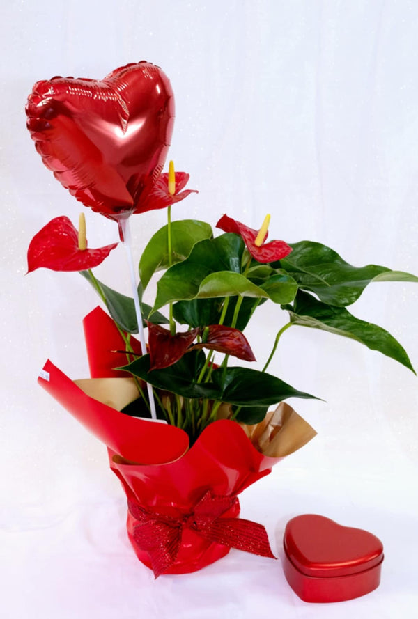 Love & Elegance Anthurium – Valentine’s Special - Blooms of Paradise Cambridge