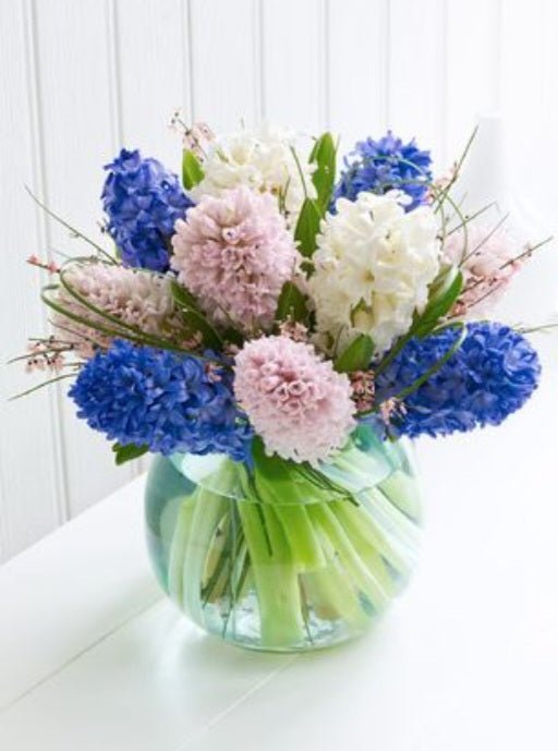 Scented Hyacinth Gathering in a Vase - Blooms of Paradise Cambridge