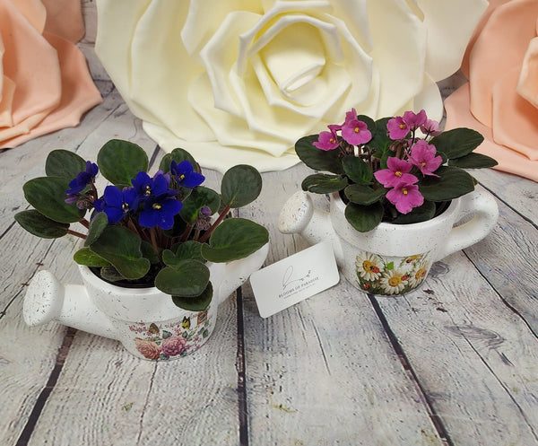 African Violet in Pottery - Blooms of Paradise