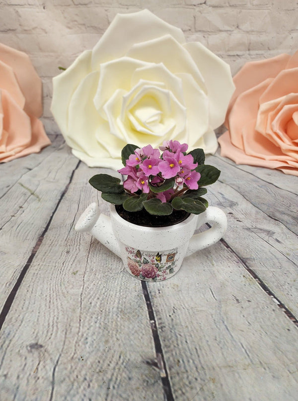 African Violet in Pottery - Blooms of Paradise
