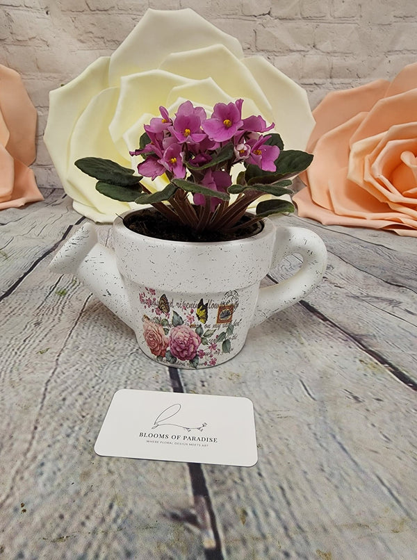 African Violet in Pottery - Blooms of Paradise