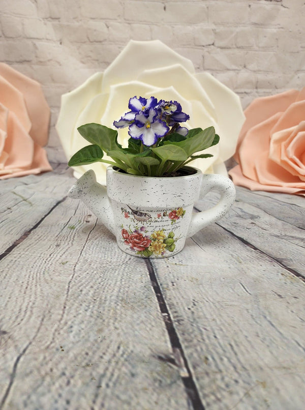 African Violet in Pottery - Blooms of Paradise