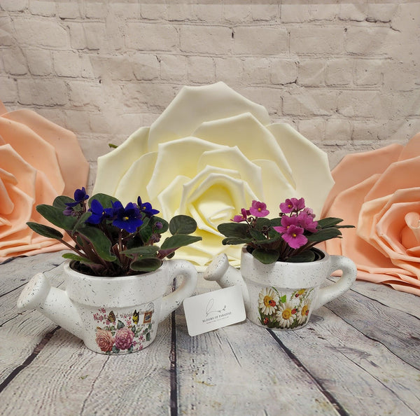 African Violet in Pottery - Blooms of Paradise