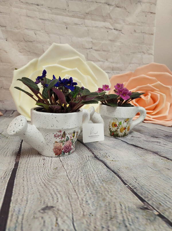 African Violet in Pottery - Blooms of Paradise