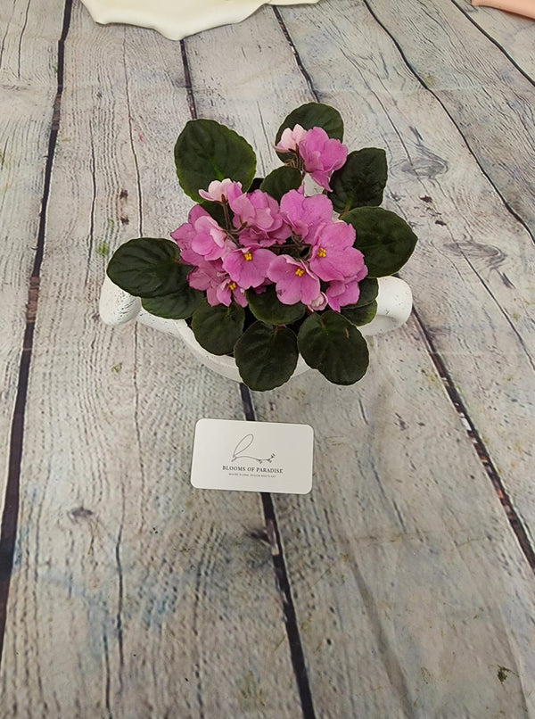 African Violet in Pottery - Blooms of Paradise