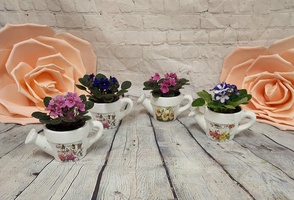 African Violet in Pottery - Blooms of Paradise
