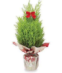 Christmas Lemon Cypress Tree from Blooms Of Paradise