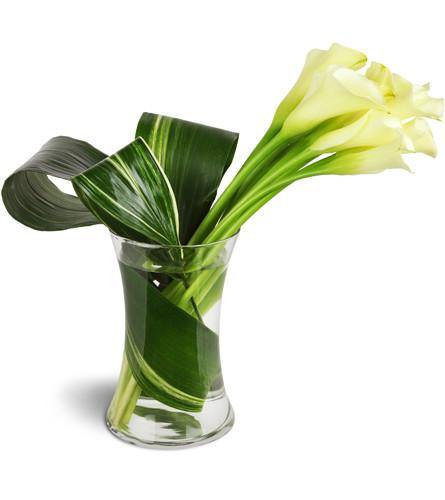 Elegant Calla Lily Vase Arrangement from Blooms Of Paradise Delivery
