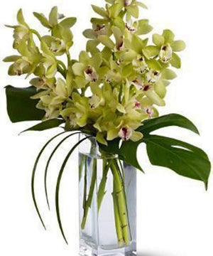 Elegant Orchids - Blooms of Paradise