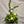 Load image into Gallery viewer, Emerald Zen Flowers for any occasion featuring Blooms of Paradise0
