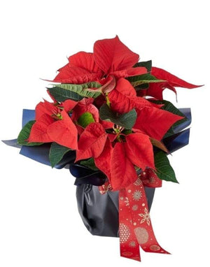 FESTIVE POINSETTIA GIFT - Blooms of Paradise