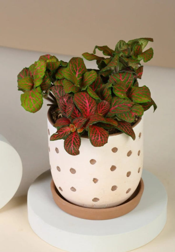 Fittonia Red - Blooms of Paradise