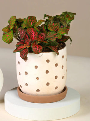 Fittonia Red - Blooms of Paradise