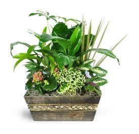 Sympathy Planter Delivery for Garden of Memories with Blooms Of Paradise