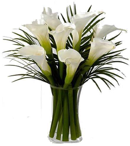 Gorgeous Callas - Blooms of Paradise