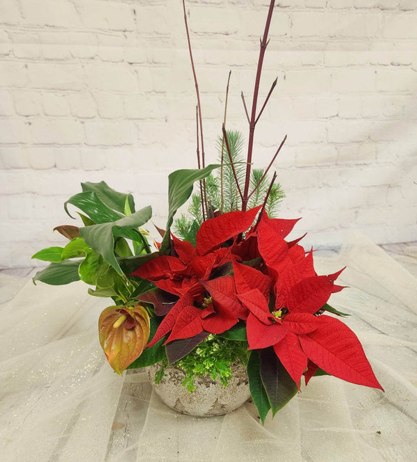 Luxury Holiday Planter - Blooms of Paradise