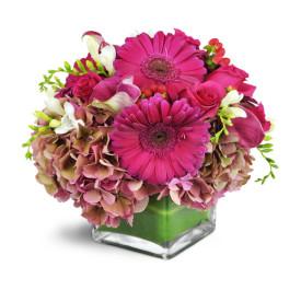Magical Magenta - Blooms of Paradise