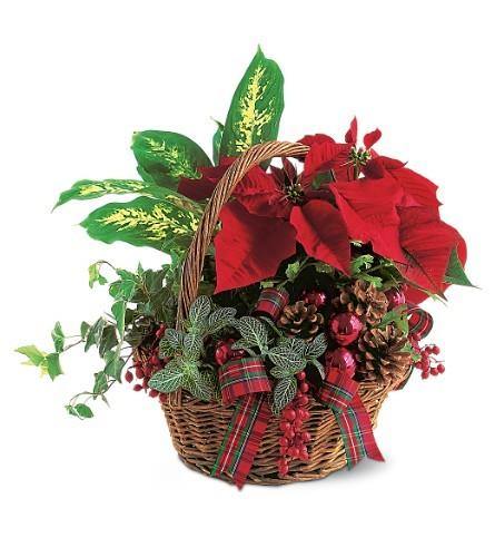 Merry Christmas Planter - Blooms of Paradise