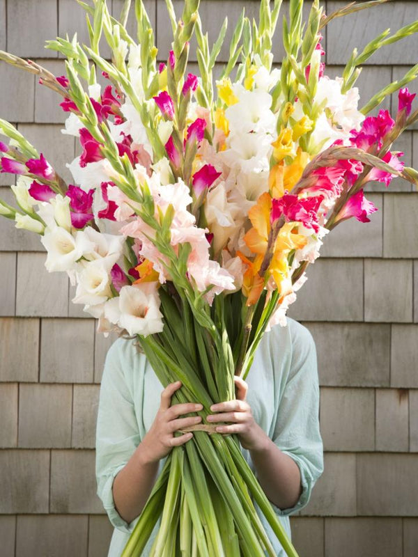 Mix gladiola's bouquet - Blooms of Paradise