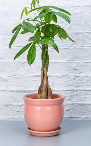 Money Tree - Blooms of Paradise