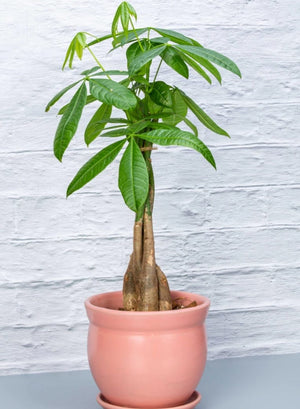 Money Tree - Blooms of Paradise