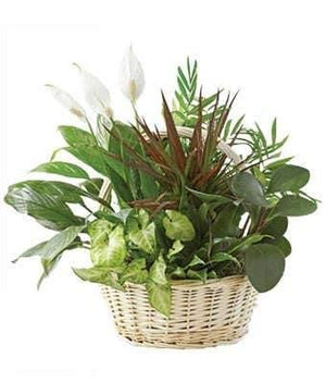Peace Lily Planter - Blooms of Paradise
