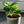 Load image into Gallery viewer, Peperomia Obtusifolia - Blooms of Paradise
