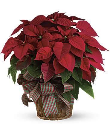 Poinsettia in a Basket - Blooms of Paradise