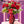 Load image into Gallery viewer, Premium Red Roses - Blooms of Paradise Cambridge

