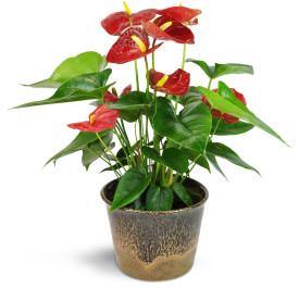 Red Anthurium Plant - Blooms of Paradise