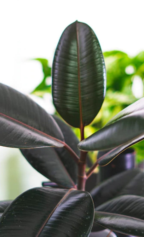 Ruby Rubber Plant - Blooms of Paradise