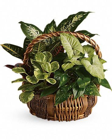 Serene Planter Basket