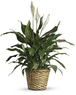 Simply Elegant Peace Lily - Blooms of Paradise
