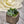Load image into Gallery viewer, Succulent Pot - Blooms of Paradise
