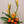 Load image into Gallery viewer, TROPICAL BIRDS OF PARADISE - Blooms of Paradise
