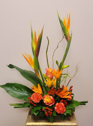 TROPICAL BIRDS OF PARADISE - Blooms of Paradise